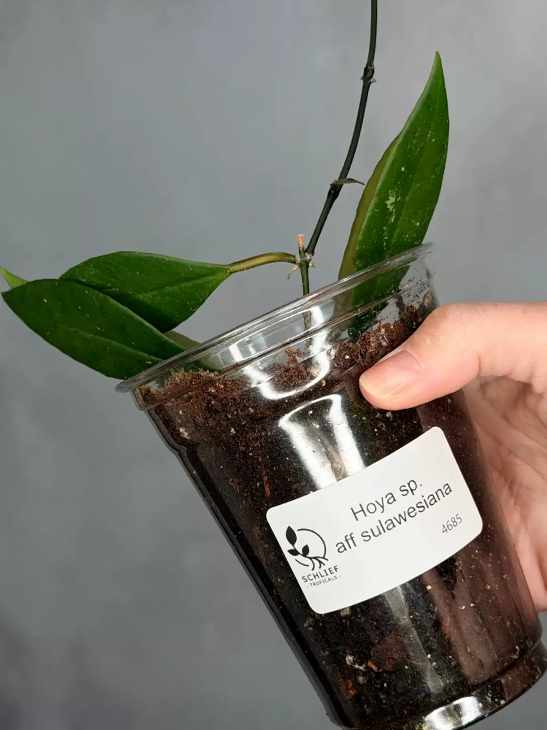 Hoya aff sulawesiana thumbnail
