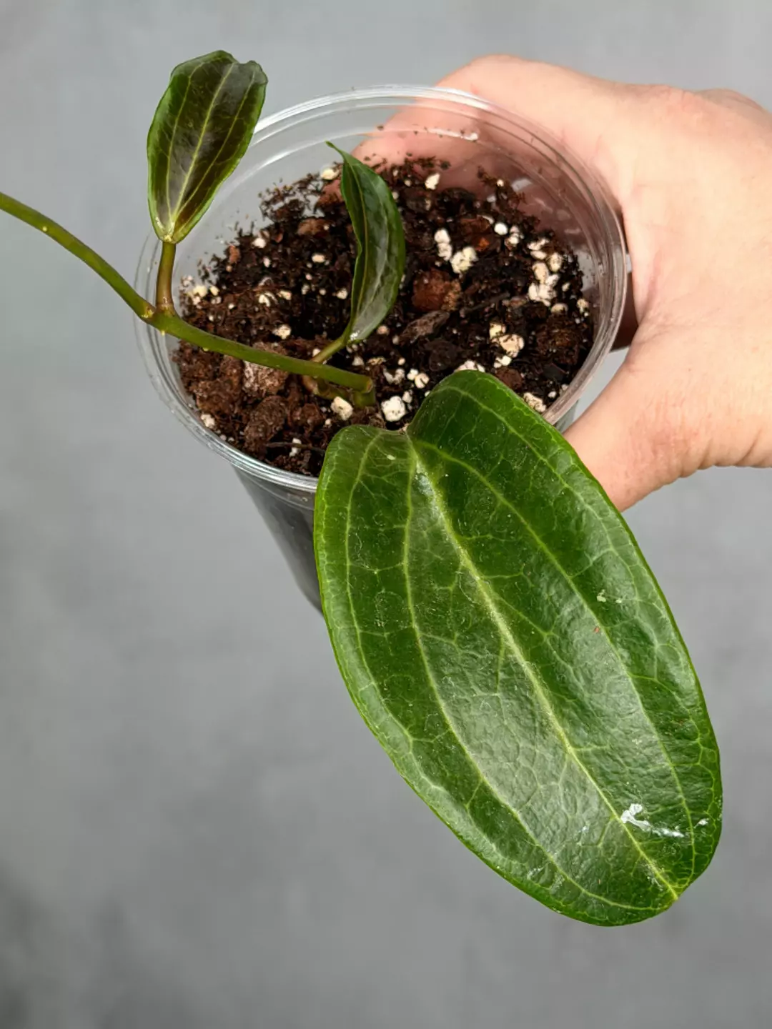 Hoya marginata IML 1727 thumbnail