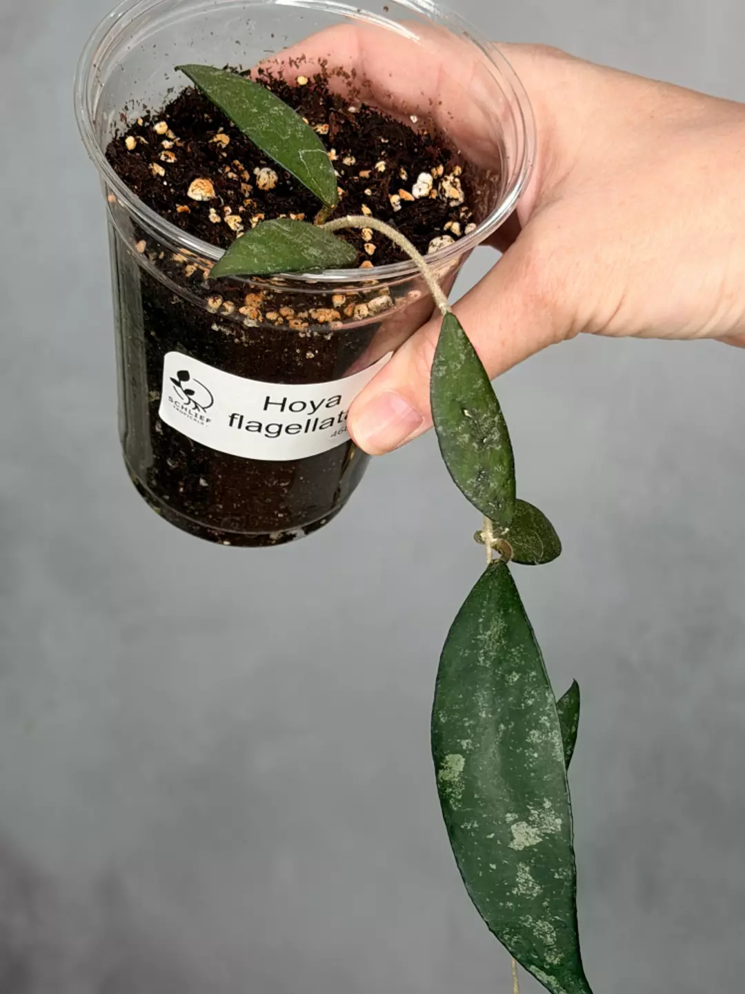 Hoya flagellata thumbnail