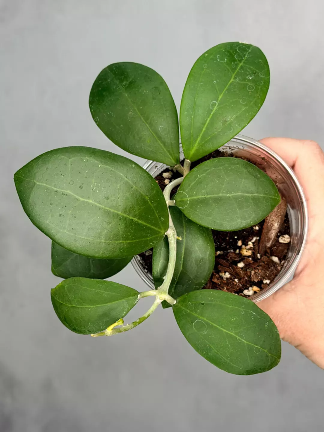 Hoya sp. RHM 24221 - KP02 (pachyclada x parasitica x unk) thumbnail