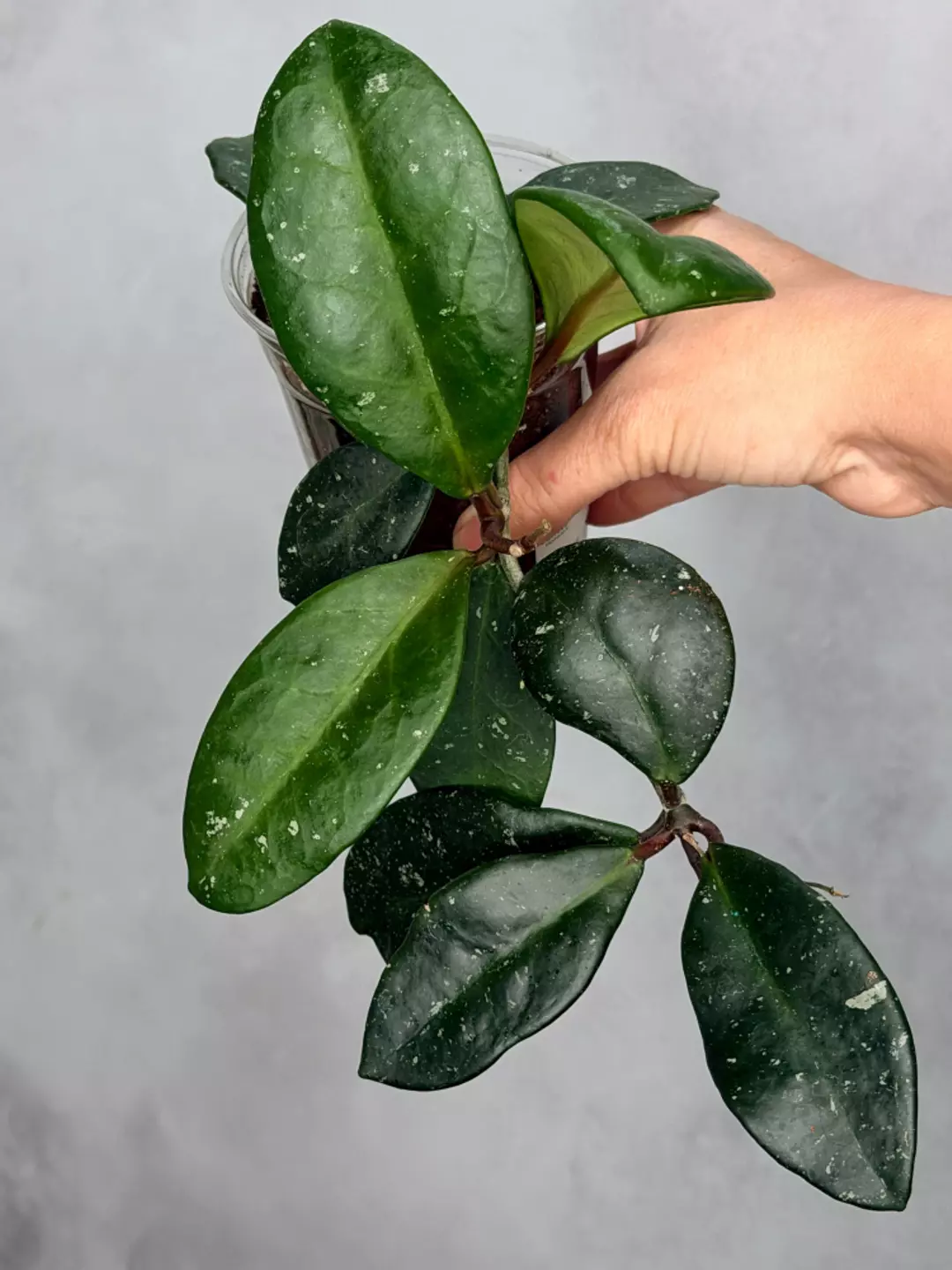Hoya carnosa ‘Dapple Grey’ thumbnail