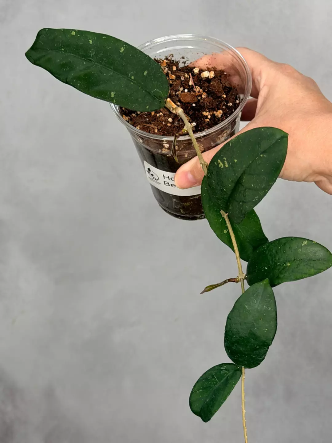 Hoya sp. Bengkulu thumbnail