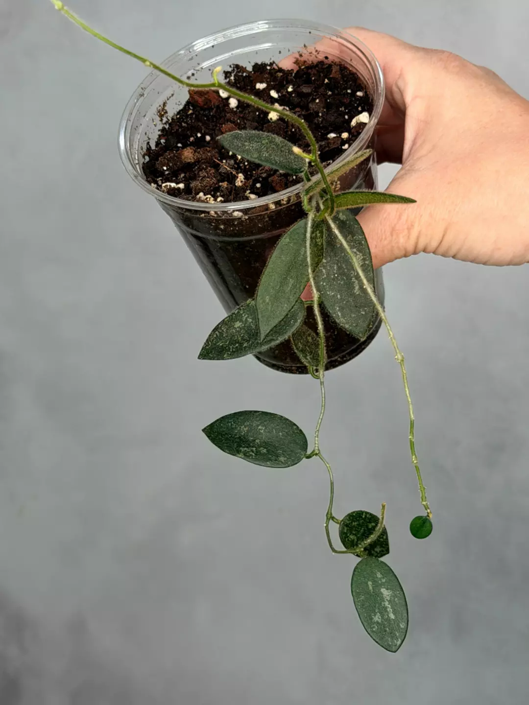 Hoya thomsonii (white flower) thumbnail