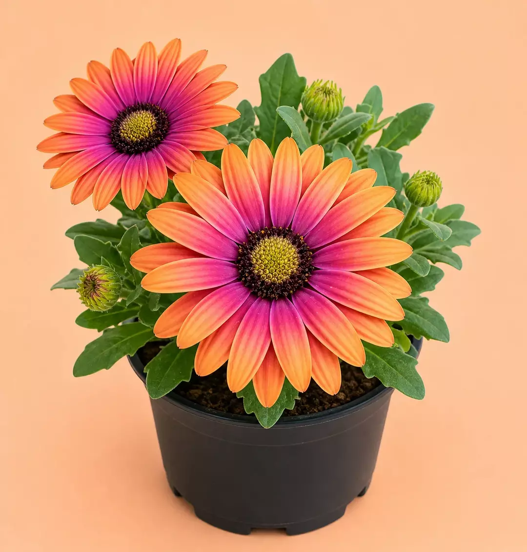 Osteospermun Purple Sunset 4 inch Flowering  thumbnail