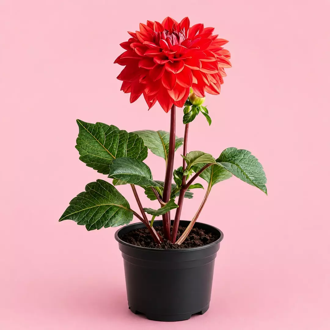 Red Dahlia in Bloom Beautiful Deep Red  thumbnail