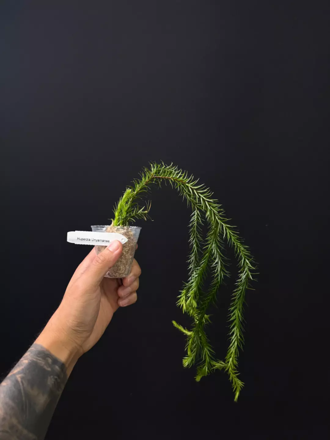 <Grower's Choice> Huperzia Unyamanee thumbnail