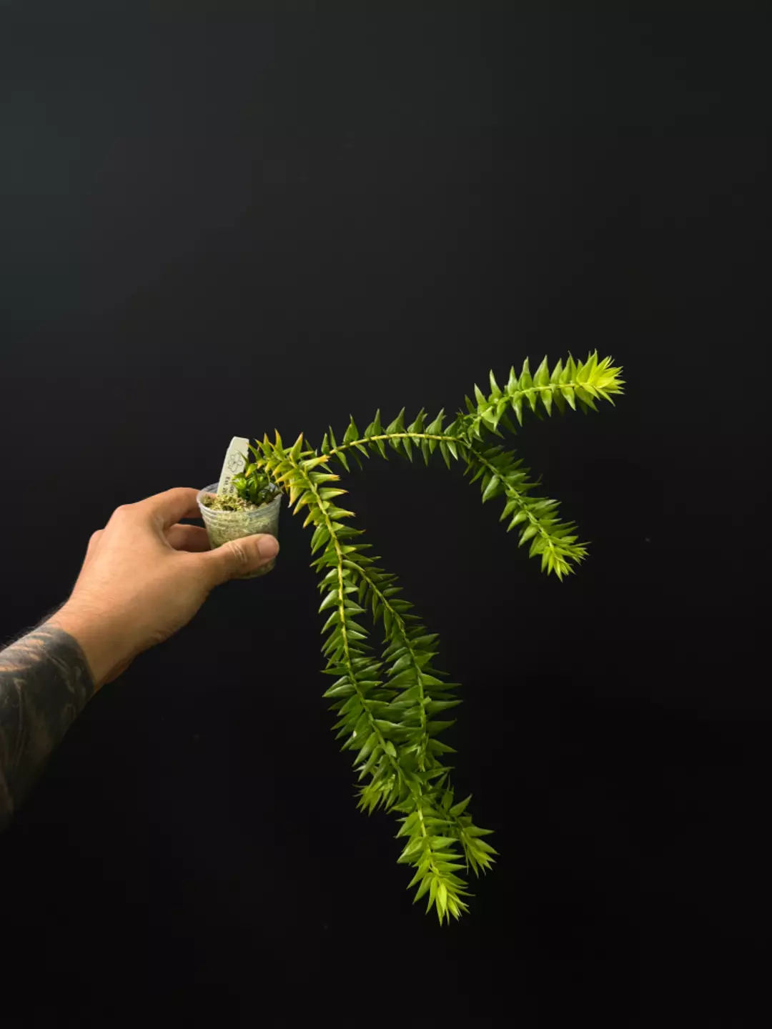 <Grower's Choice> Huperzia goebelii Green thumbnail