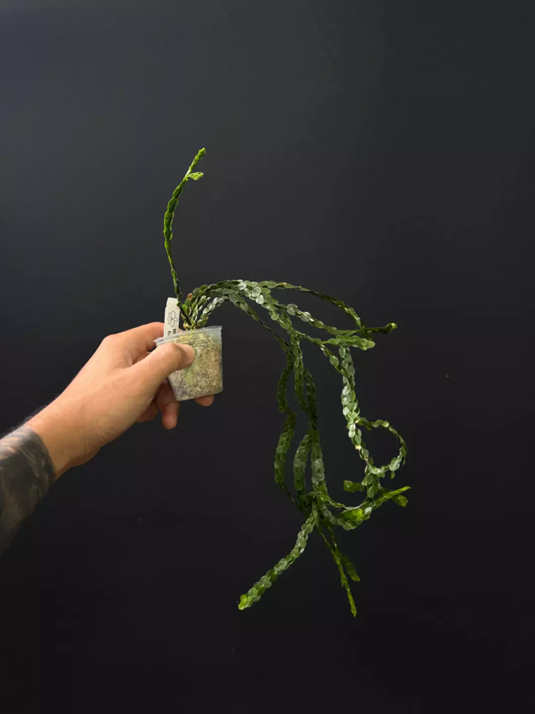 <Grower's Choice> Huperzia nummulariifolia thumbnail