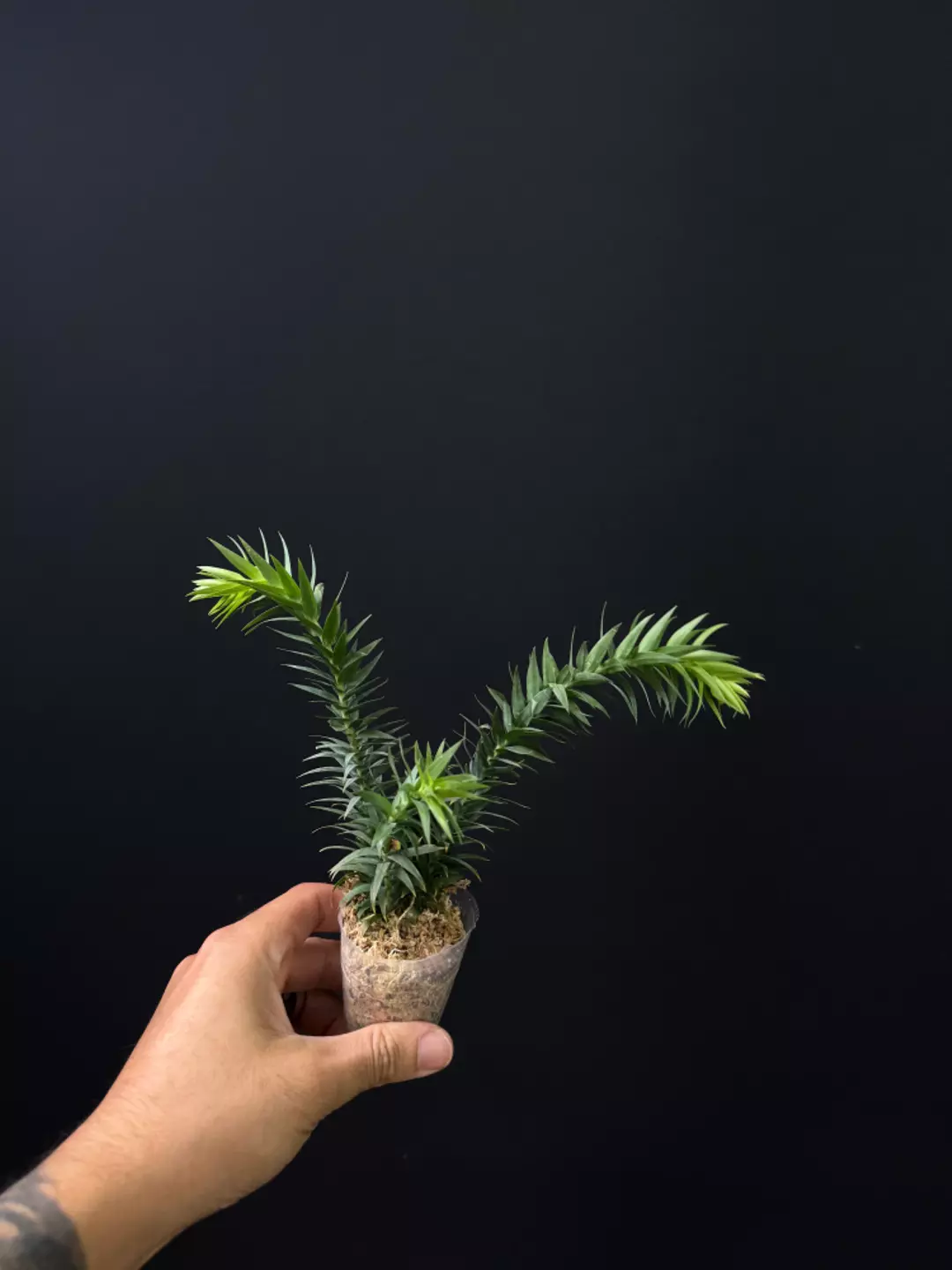 <Grower's Choice> Huperzia goebelii Blue thumbnail
