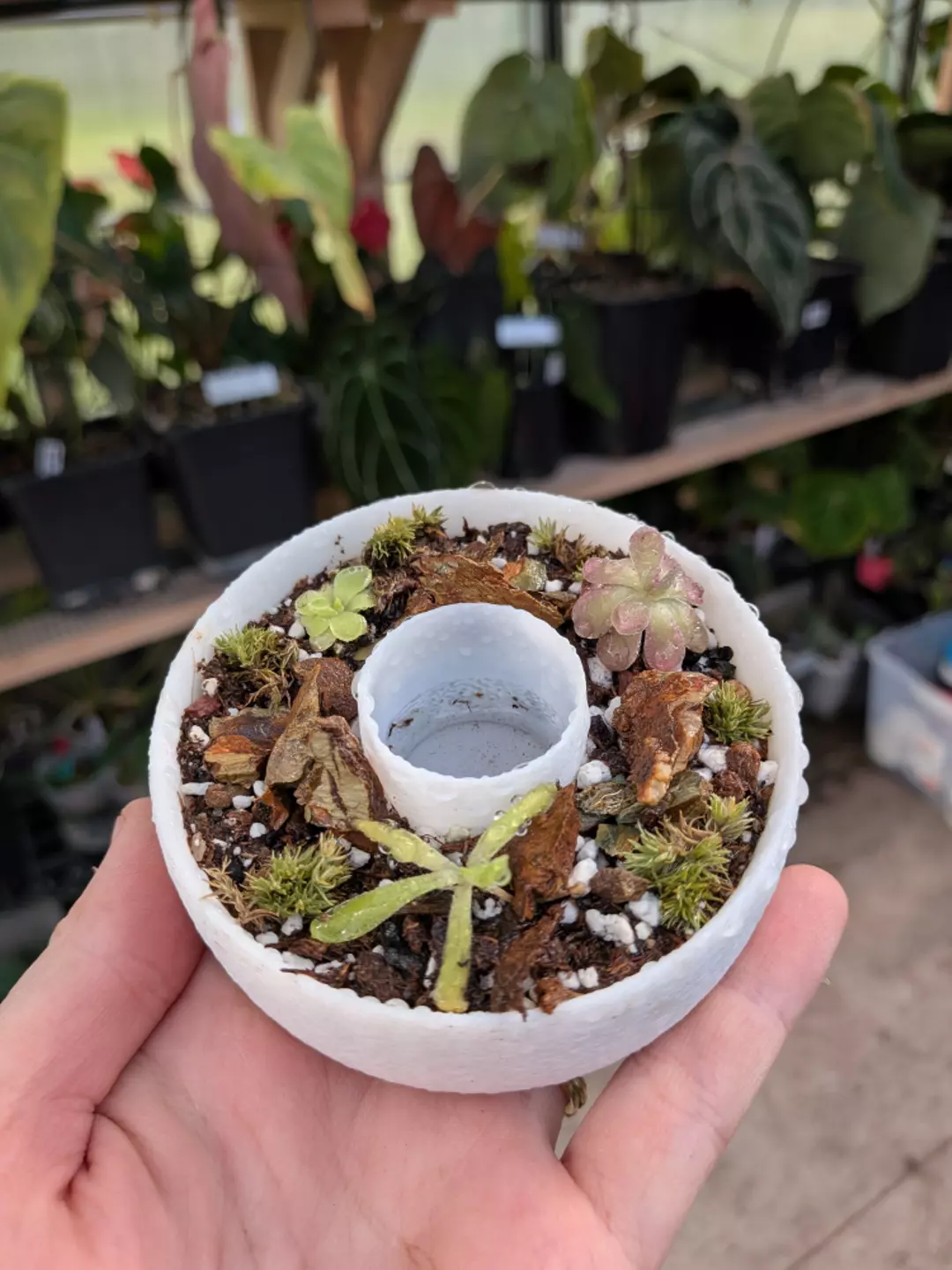 Cenote Ping Pot thumbnail