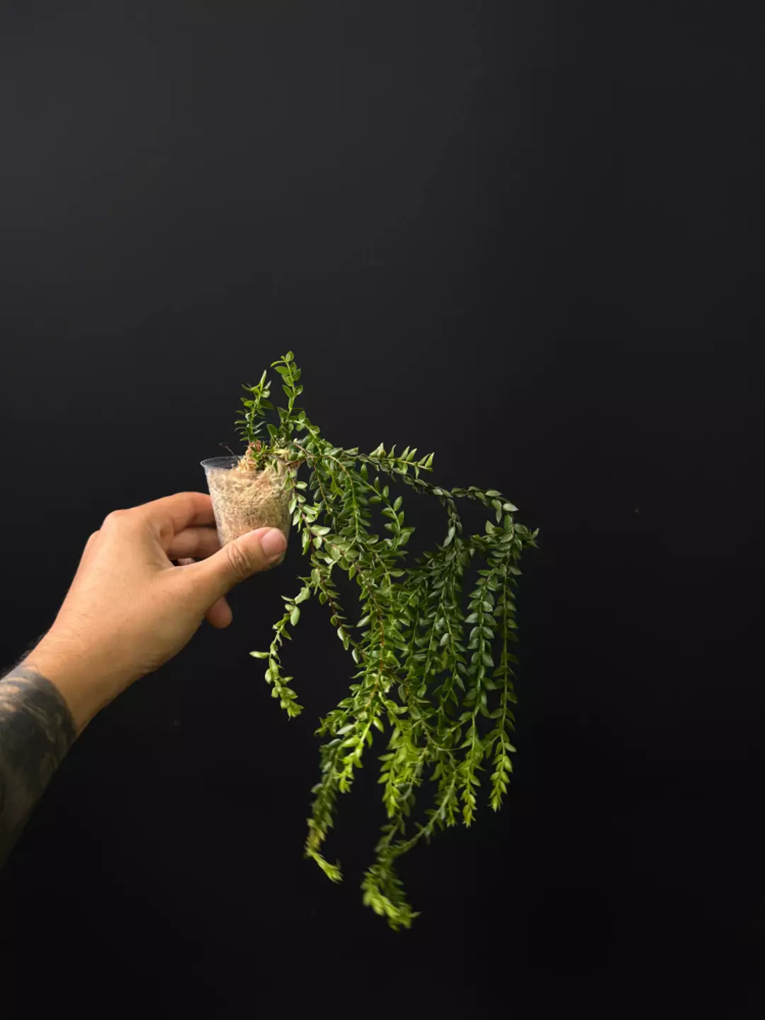 <Grower's Choice> Huperzia salvinioides thumbnail