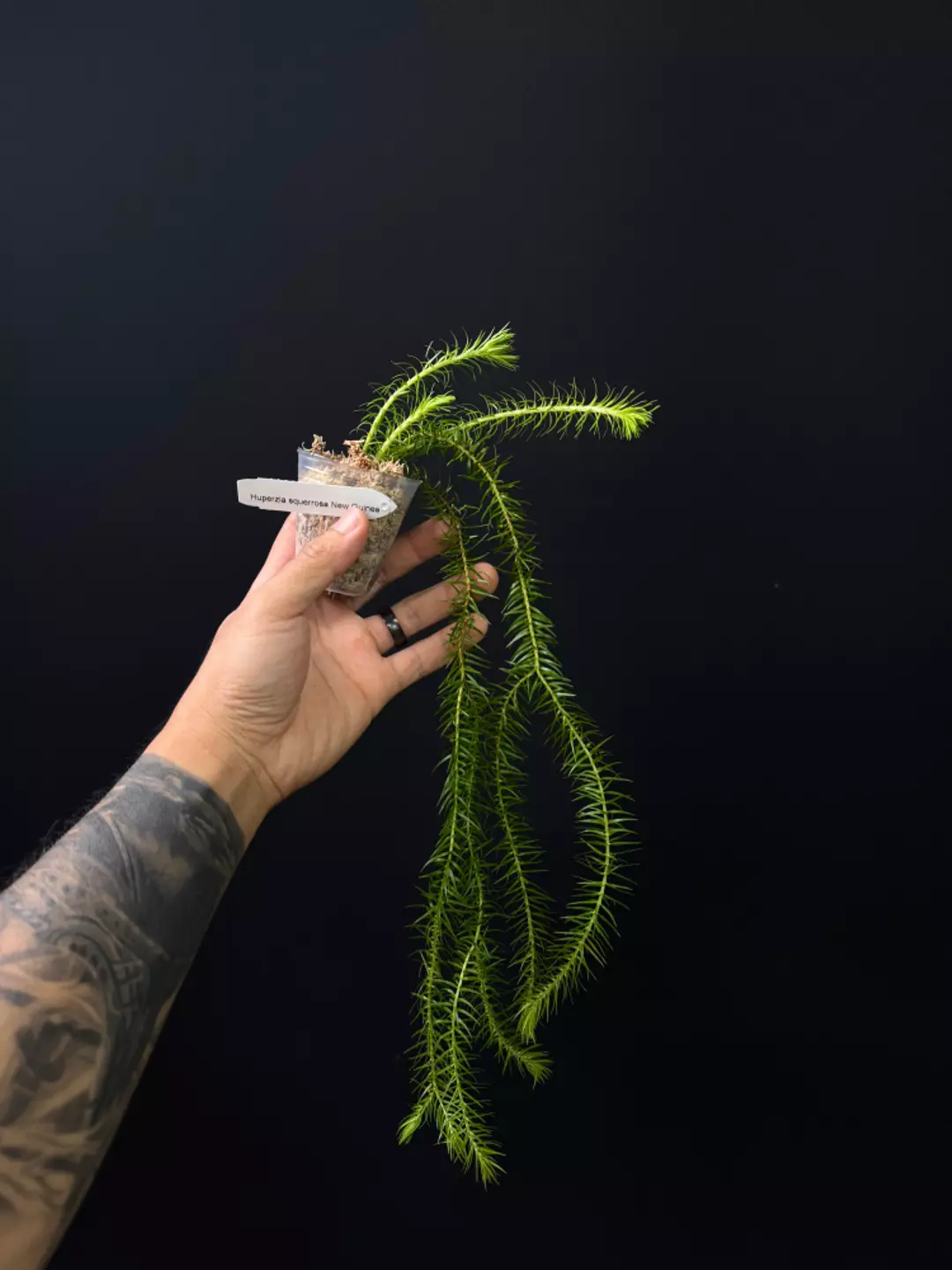 <Grower's Choice> Huperzia squarrosa New Guinea thumbnail