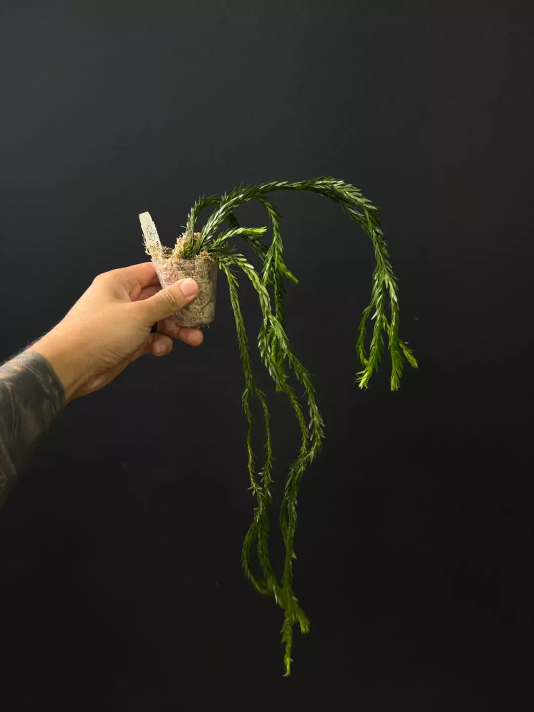 <Grower's Choice> Huperzia Triangle Satun thumbnail