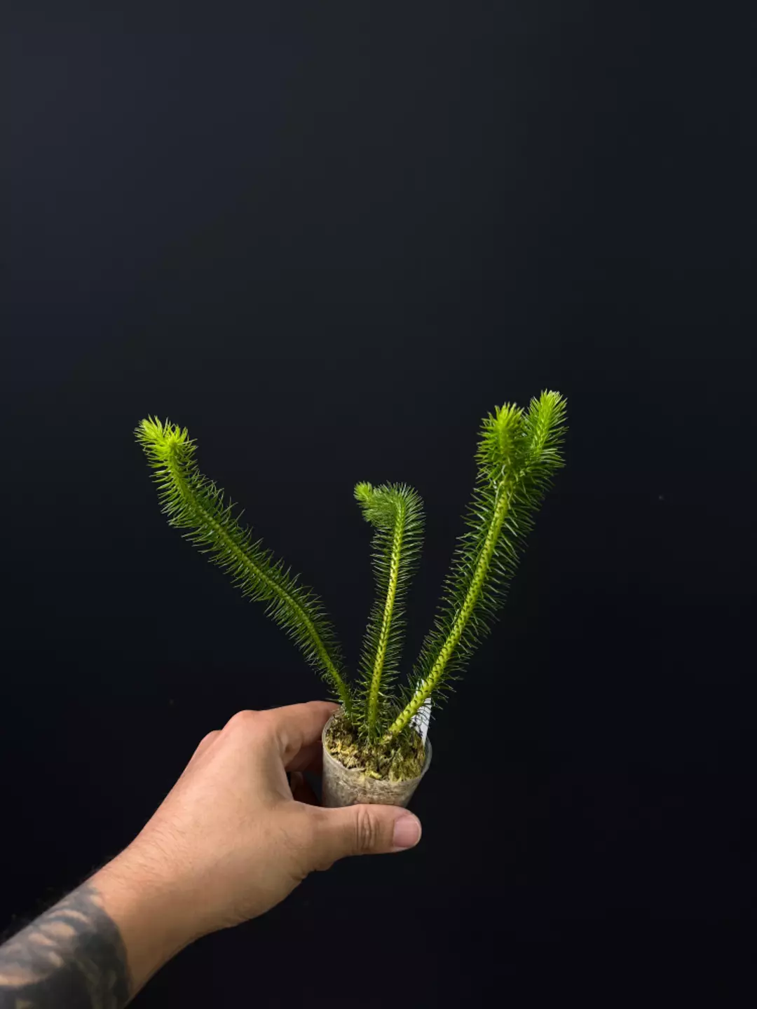 <Grower's Choice> Huperzia squarrosa thumbnail