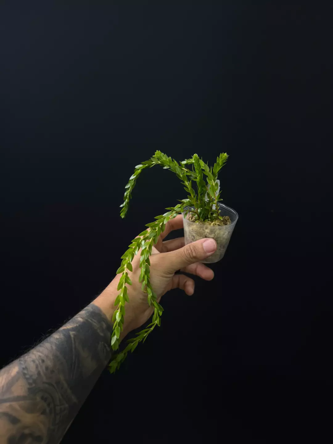 <Grower's Choice> Huperzia Hang Hong thumbnail