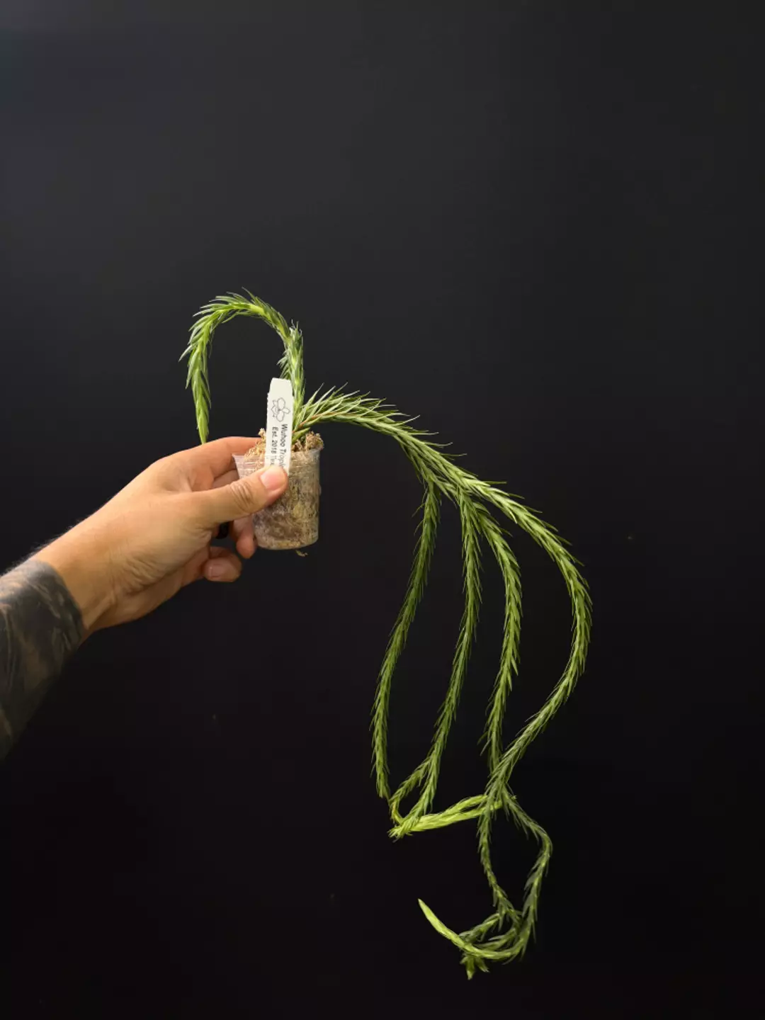 <Grower's Choice> Huperzia carinata Blue thumbnail