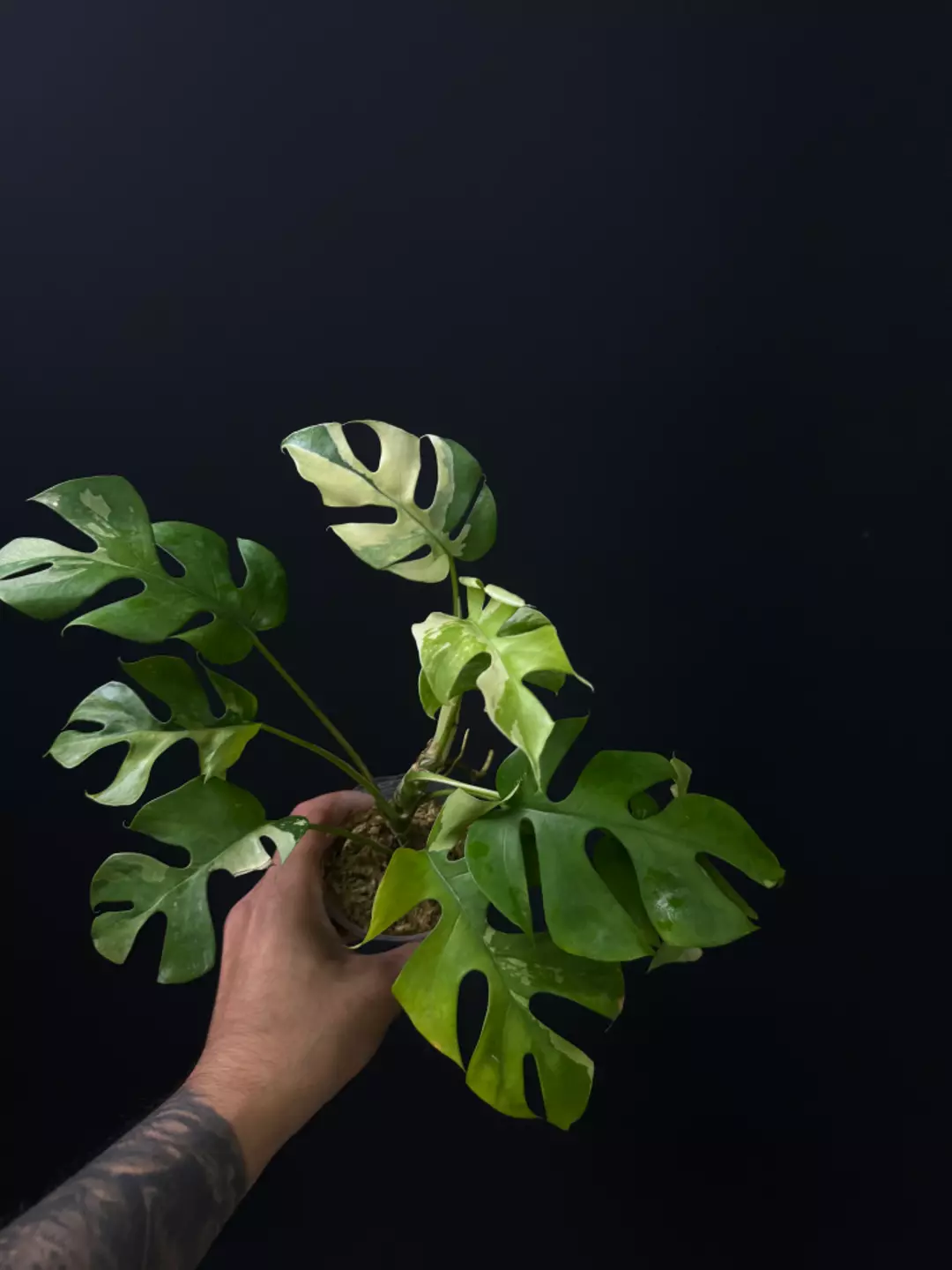 <Grower's Choice> Rhaphidophora tetrasperma albo thumbnail