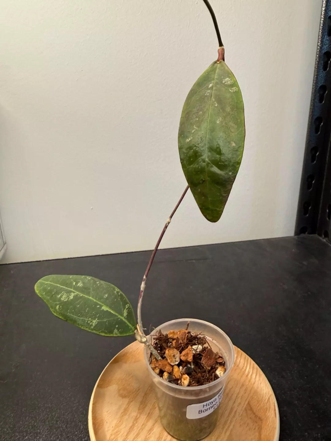Hoya Rintzii Borneo Splash  thumbnail