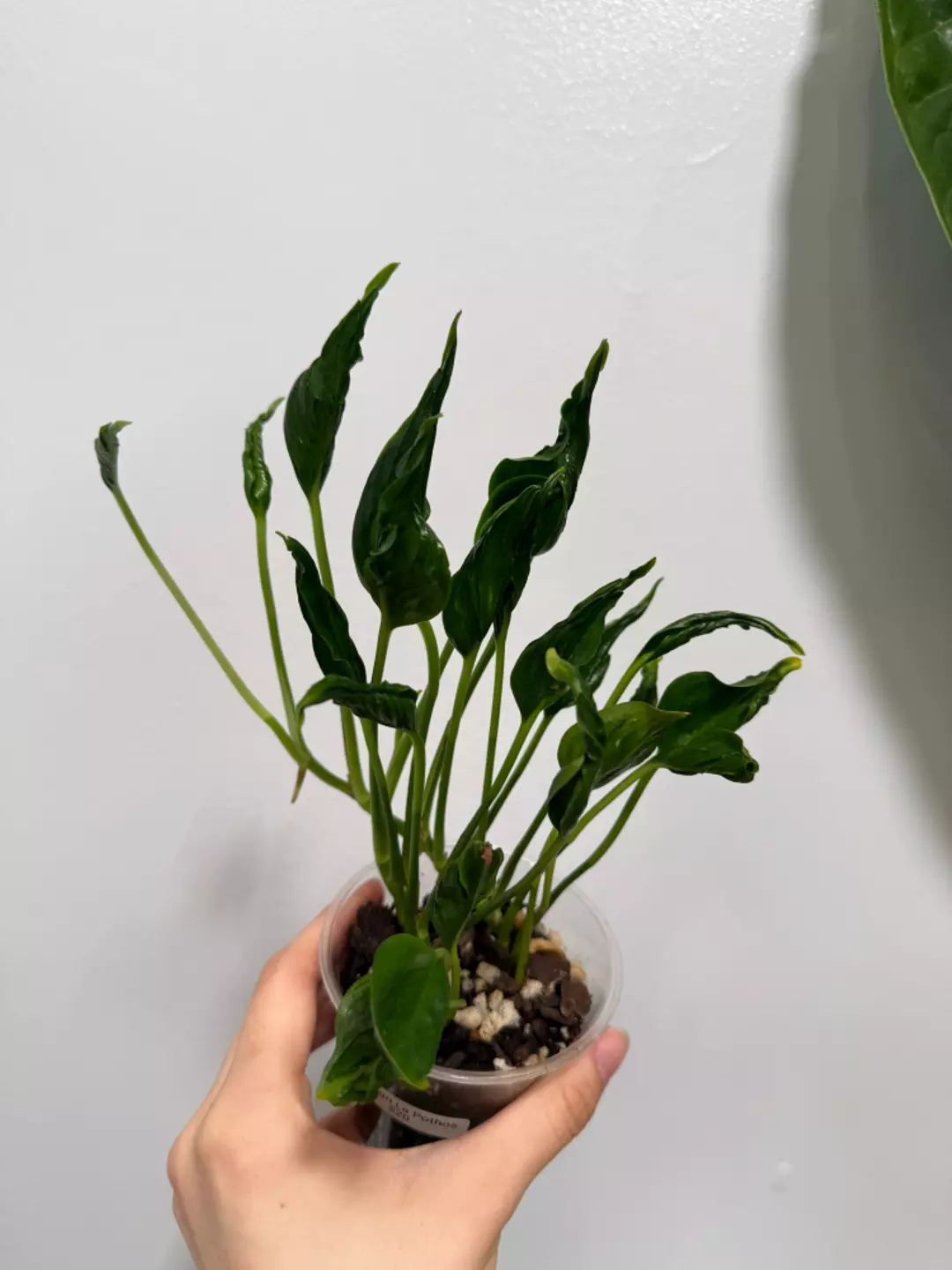 Shangri La Pothos thumbnail