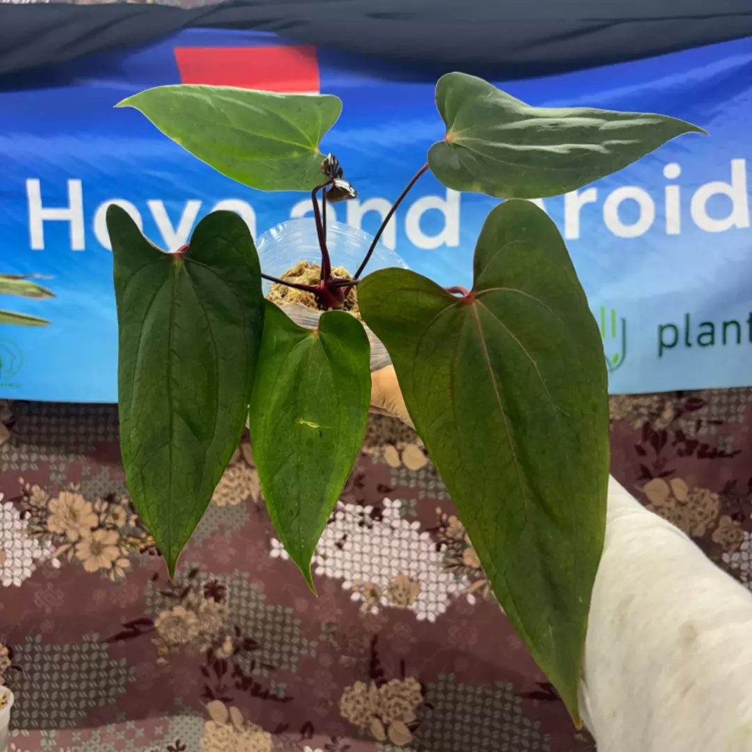 g170 Anthurium Blood Of Blue thumbnail