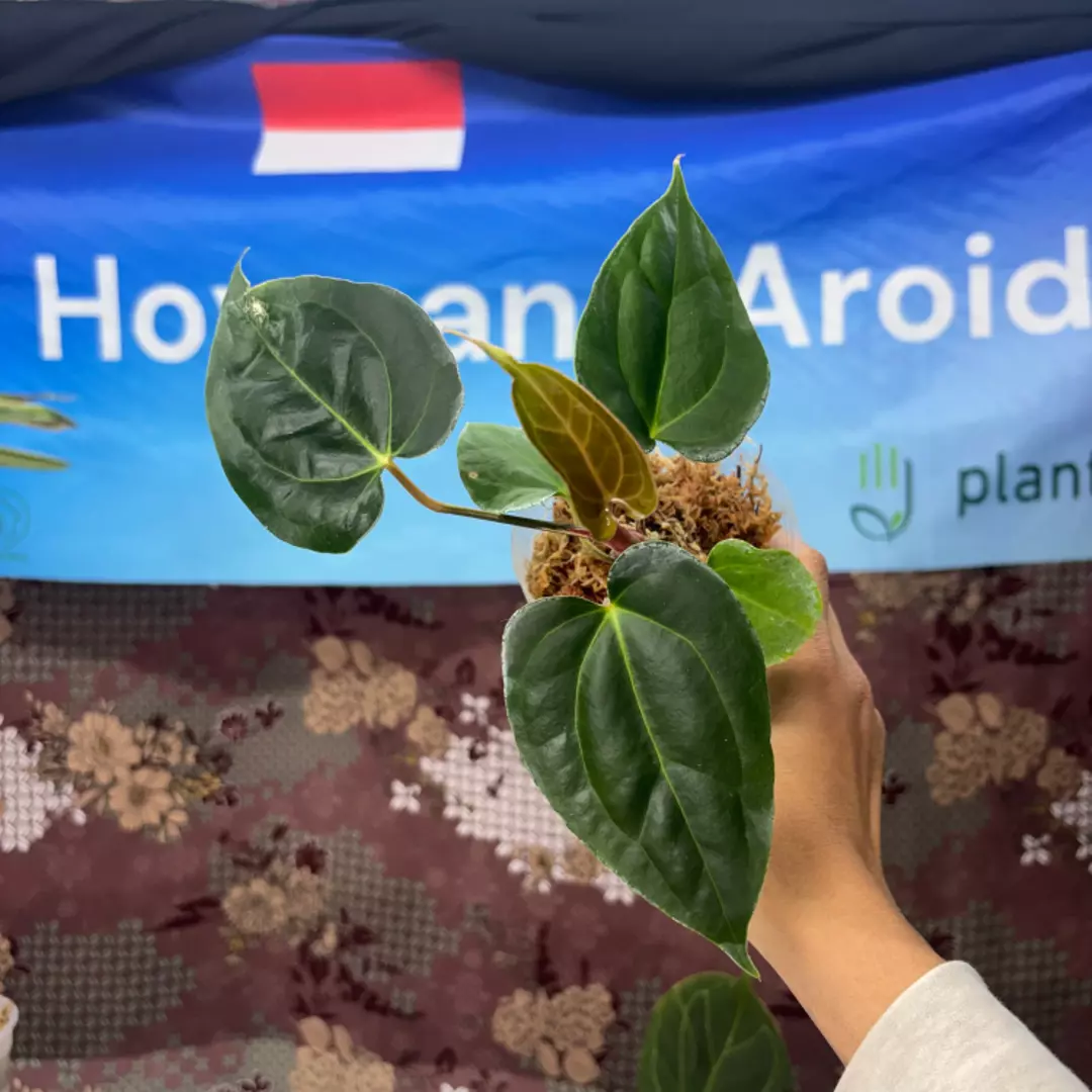 g161 Anthurium Carla x Portilae thumbnail