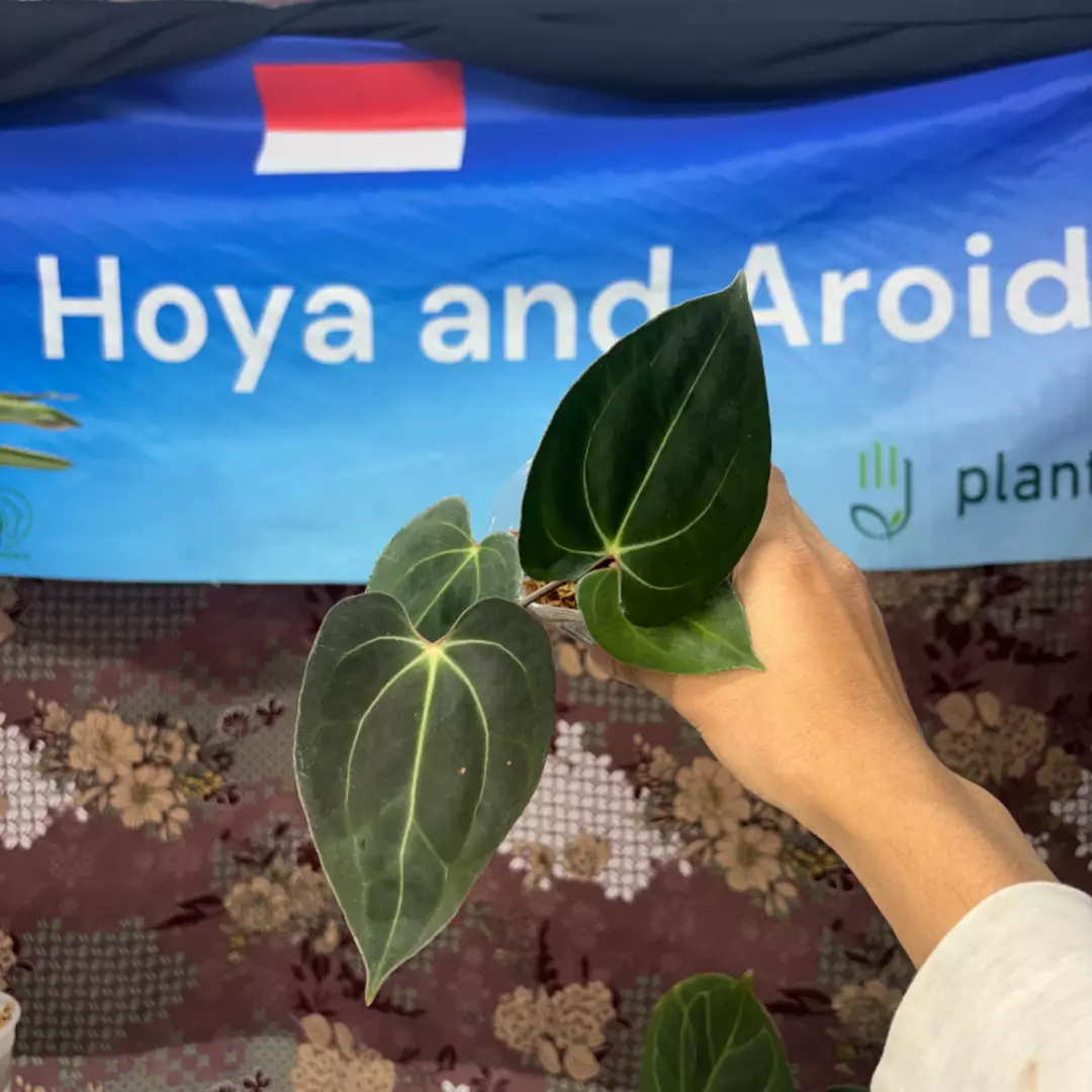 g160 Anthurium Carla x Portilae thumbnail