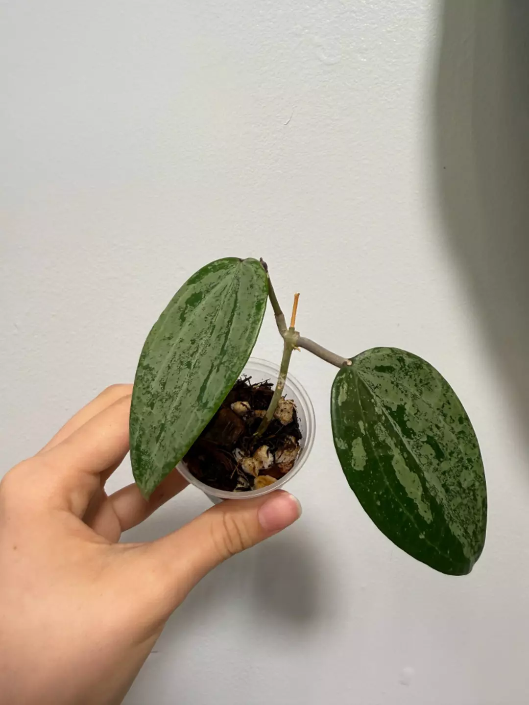 Hoya Latifolia Indo Silver thumbnail