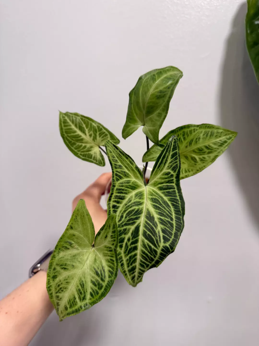Syngonium Batik  thumbnail