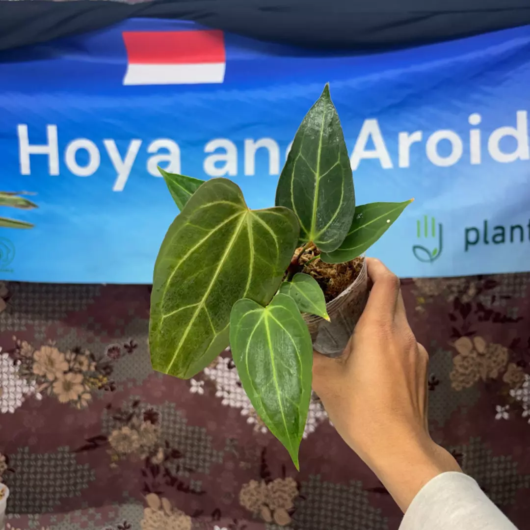 g164 Anthurium No ID thumbnail