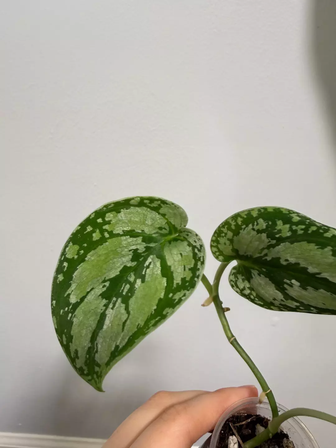 Scindapsus Silver Tricolor thumbnail