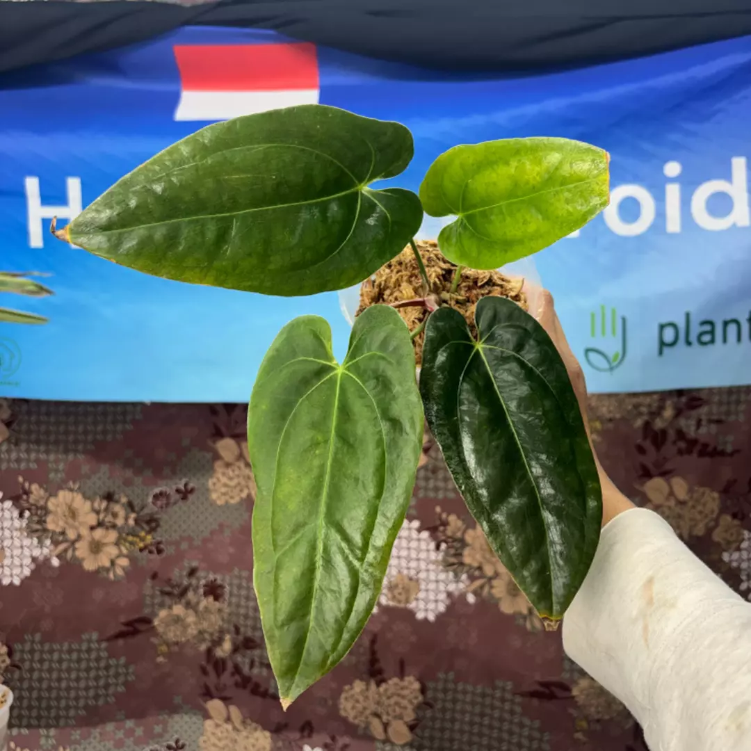 g165 Anthurium Red spider thumbnail