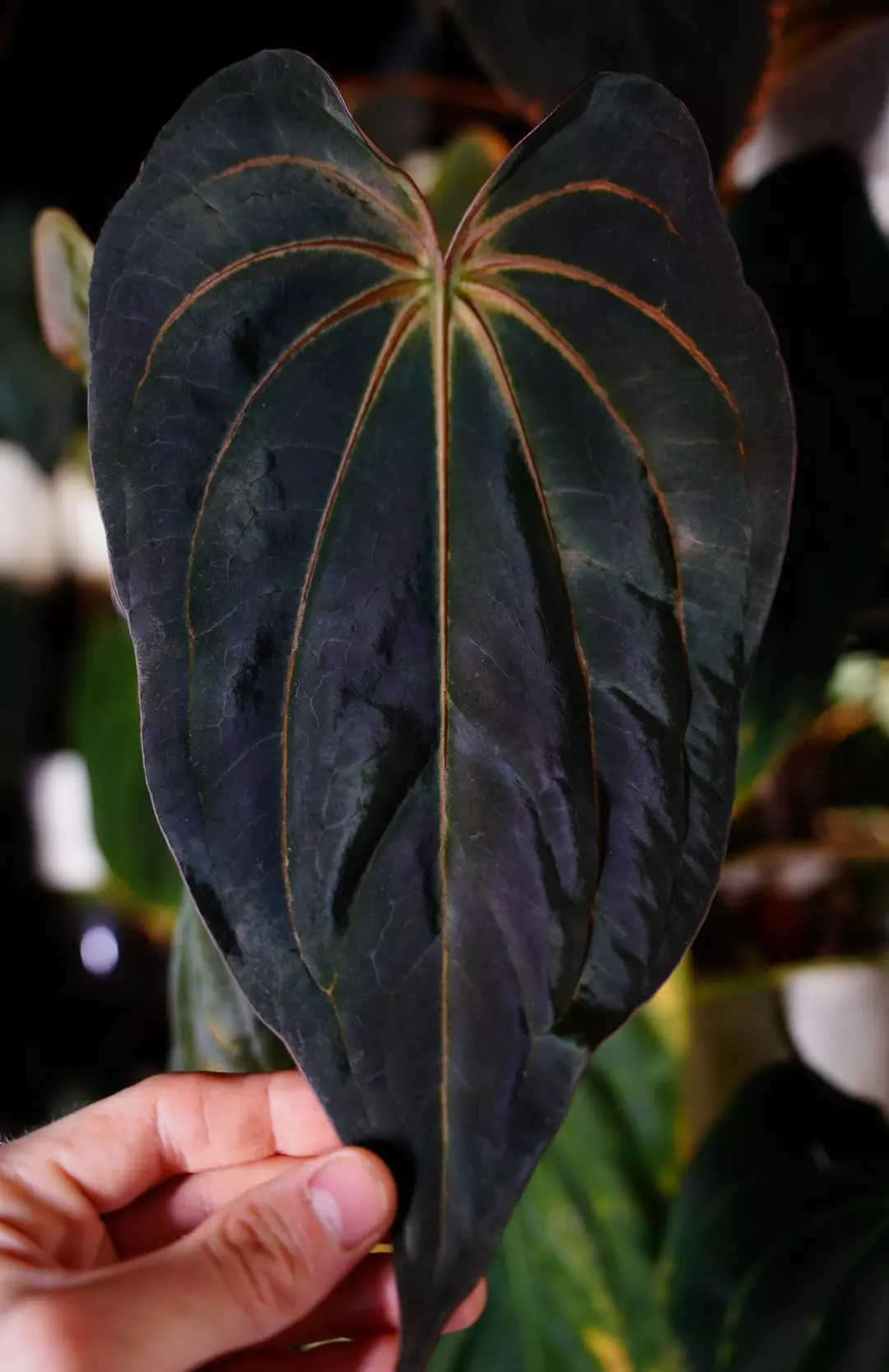 Anthurium RLFS x Regale seedling ($19) from @DannyGardner