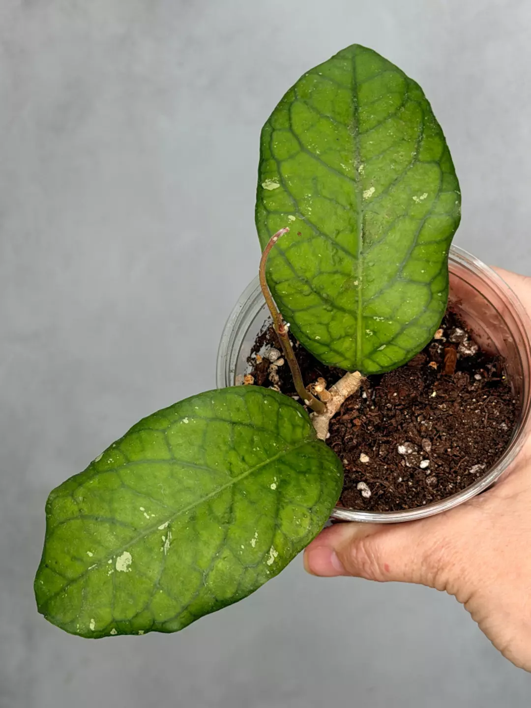 Hoya sp. AH 1025 thumbnail
