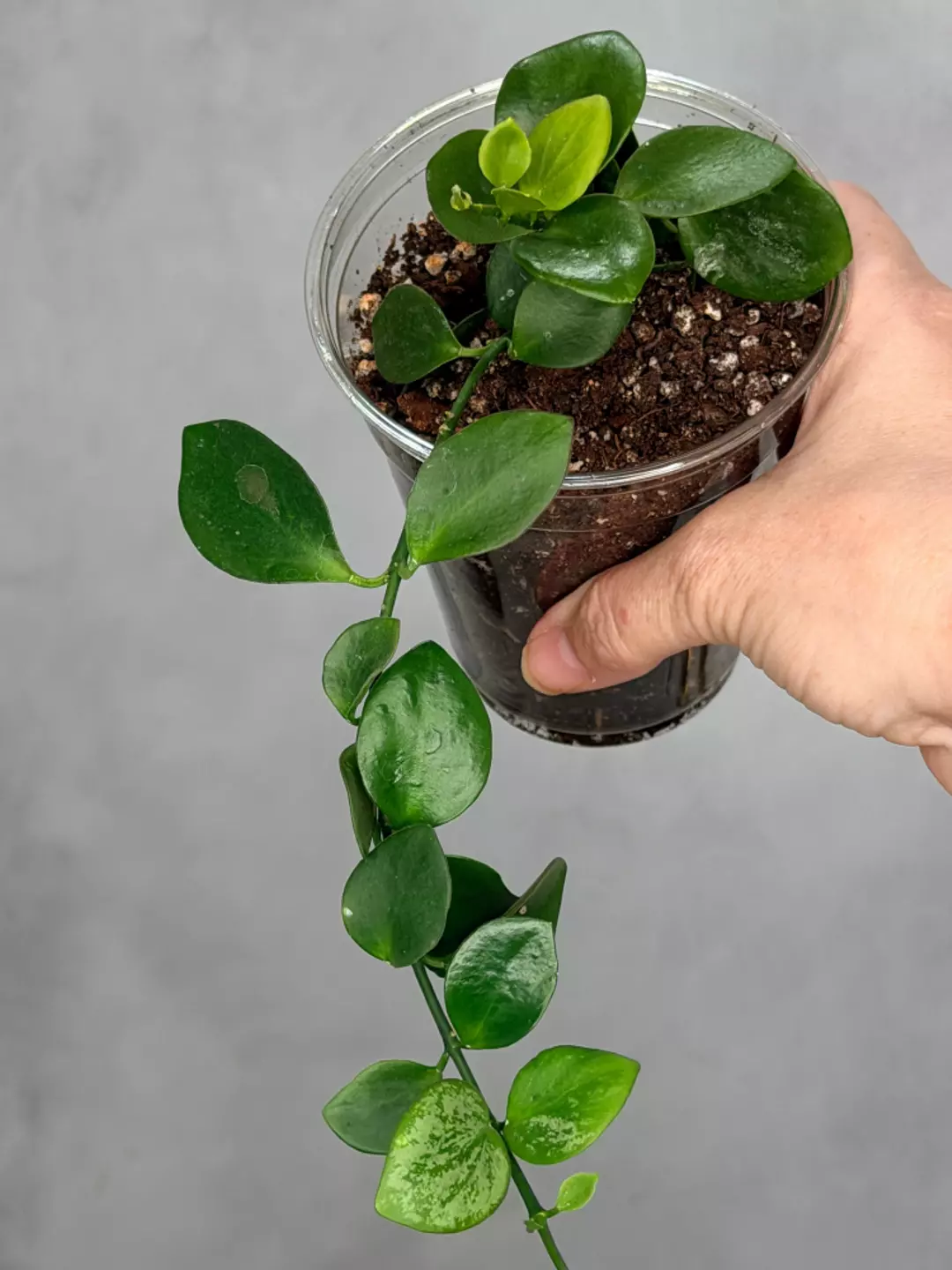 Hoya biakensis thumbnail