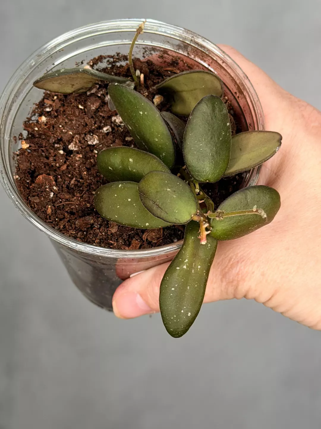 Hoya sp. GPS 7240 thumbnail