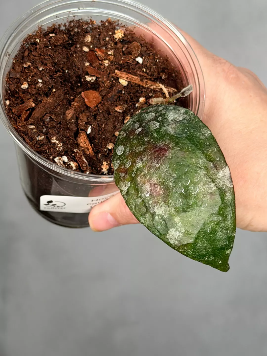 Hoya caudata (Gold) thumbnail