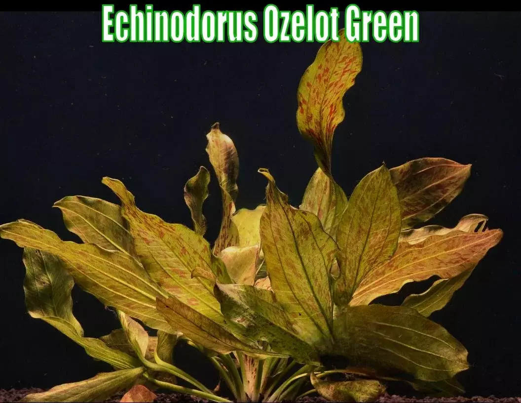 Echinodorus Ozelot Green live aquatic plant freshwater fish tank aquarium natura thumbnail