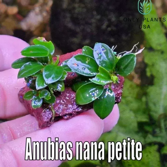 Anubias Nana Petite live aquatic plant mini anubias freshwater aquarium plant thumbnail