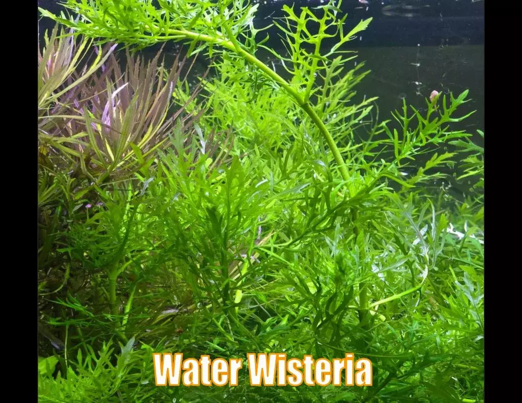 Water Wisteria from live water wisteria aquatic plant freshwater hygrophila thumbnail