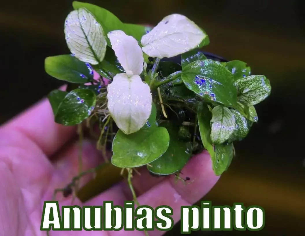 Anubias Nana Pinto live aquatic plant freshwater fish tank  thumbnail