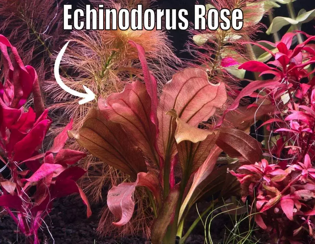 Echinodorus Rose live aquatic plant freshwater fish tank natural aquarium plant thumbnail