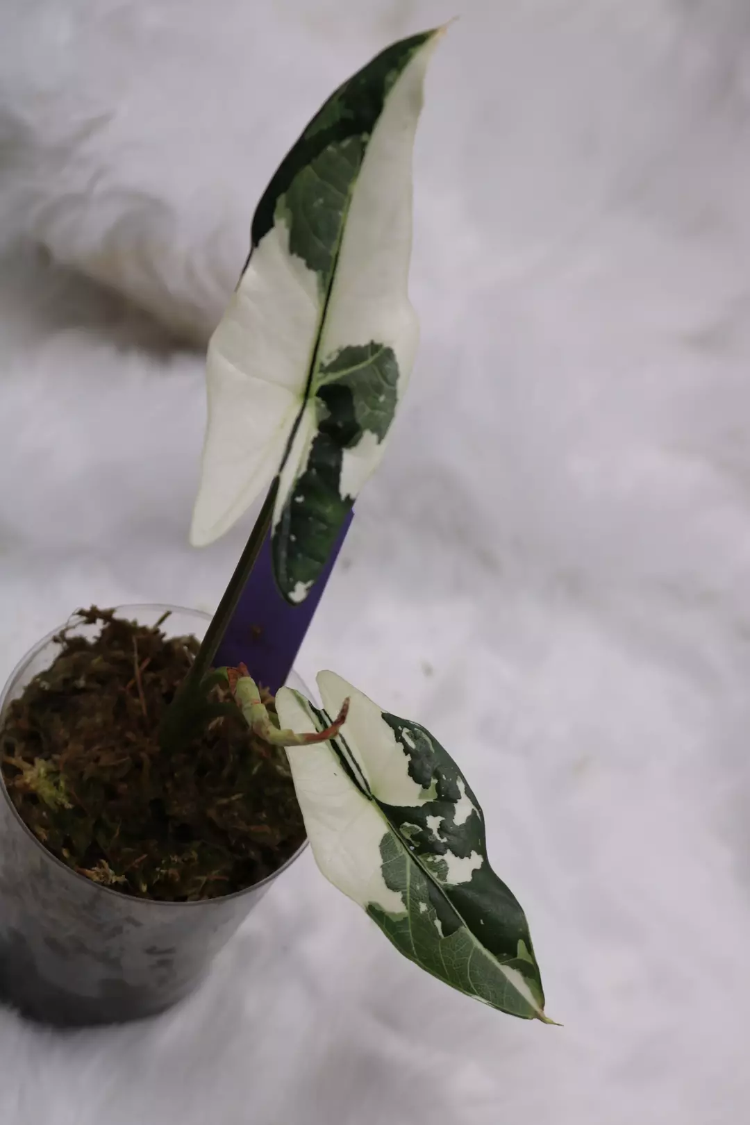 Alocasia Simpo ALbo thumbnail