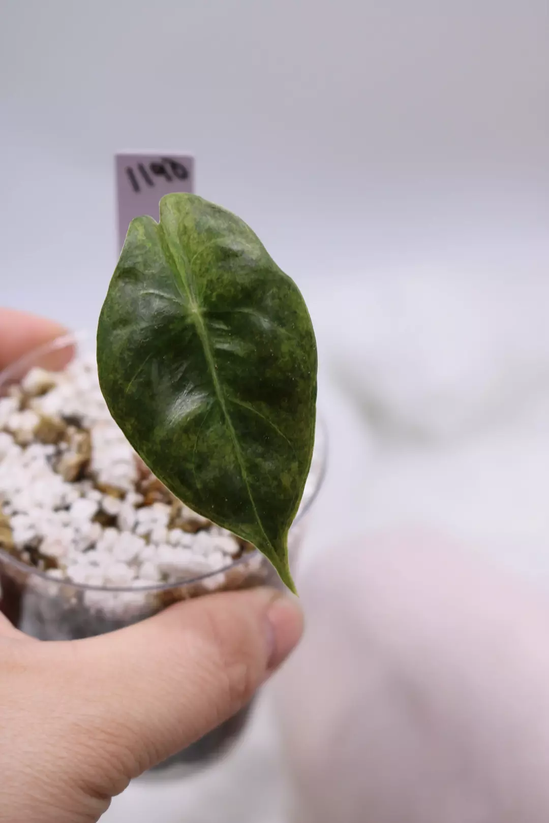 Alocasia Narobi Nights Aurea thumbnail