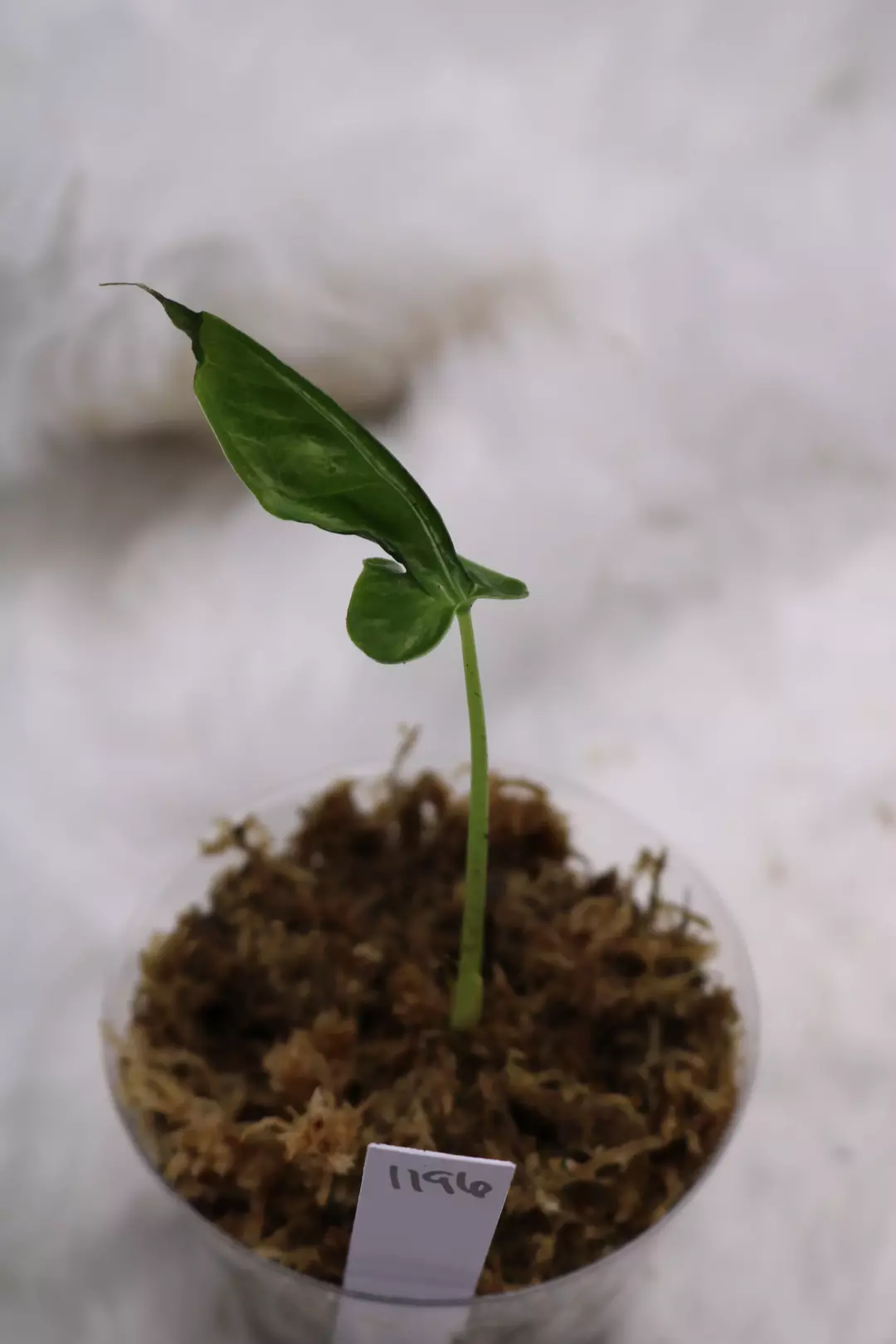 Alocasia Teletubbies thumbnail