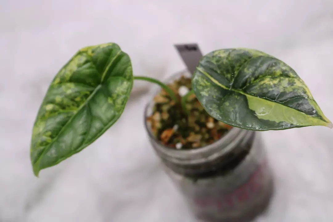 Alocasia Quilted Dreams Variegate thumbnail
