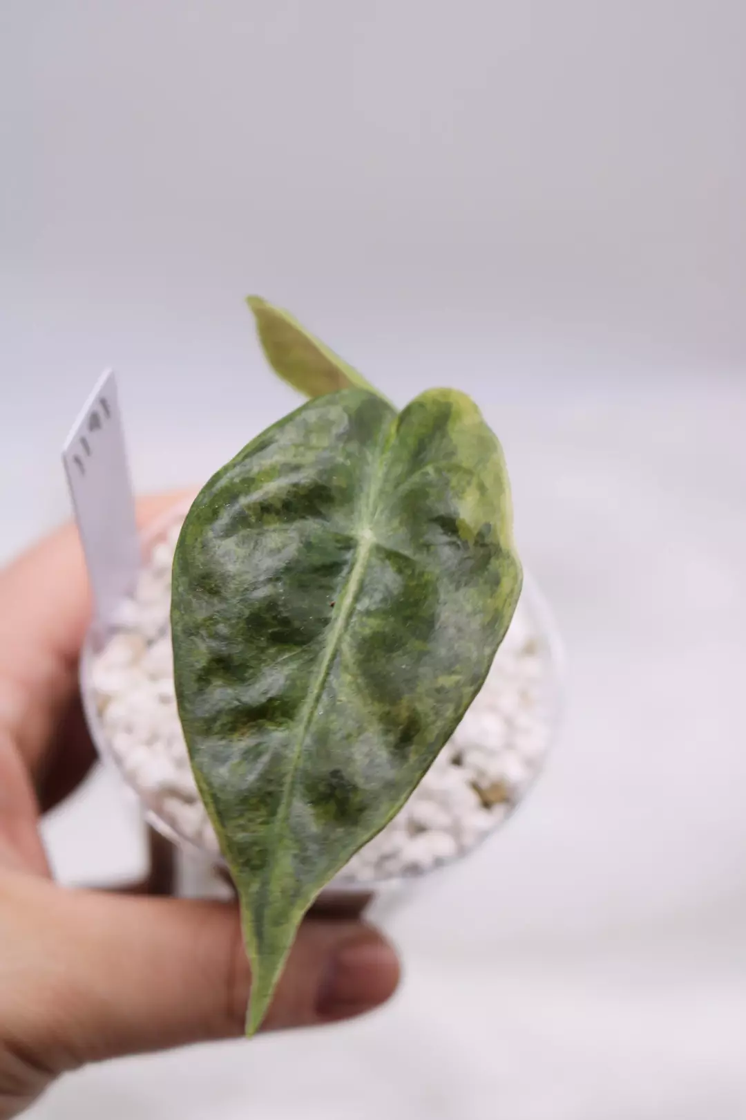 Alocasia Narobi Nights Aurea thumbnail