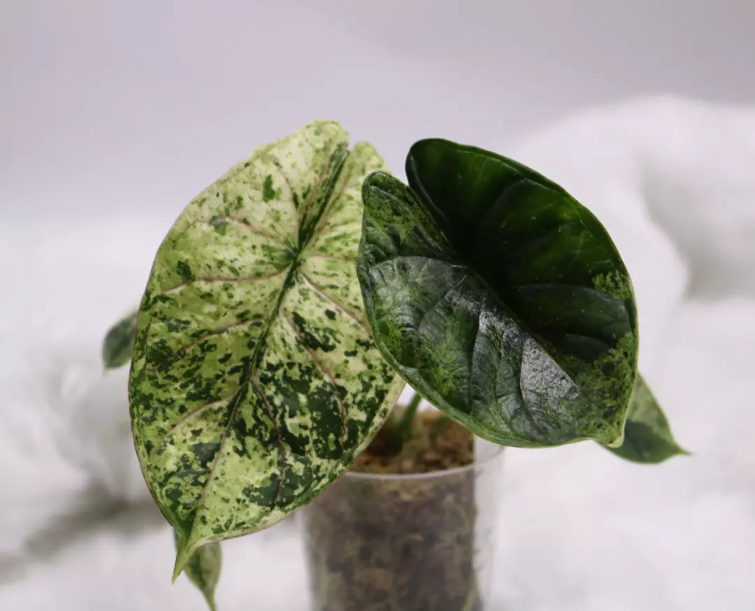 Alocasia Dragon Scale Mint  thumbnail
