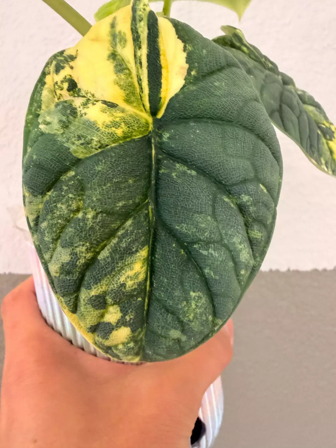 CORM (Sprouting) - Melo Aurea thumbnail