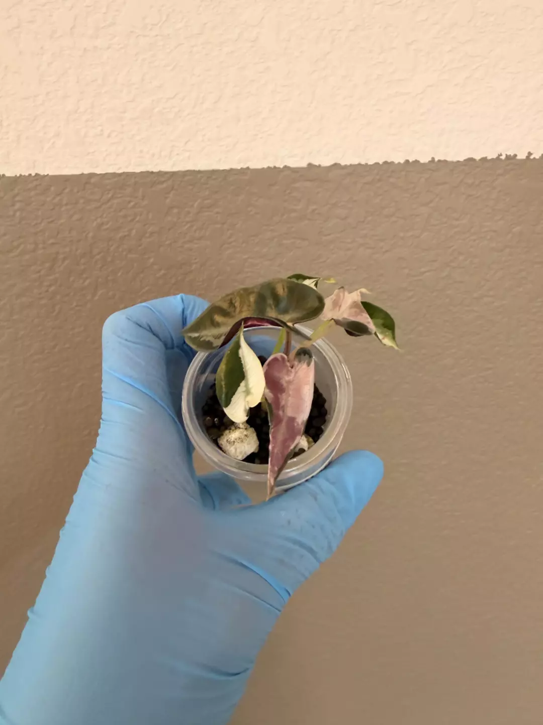Bambino Lava Pup thumbnail