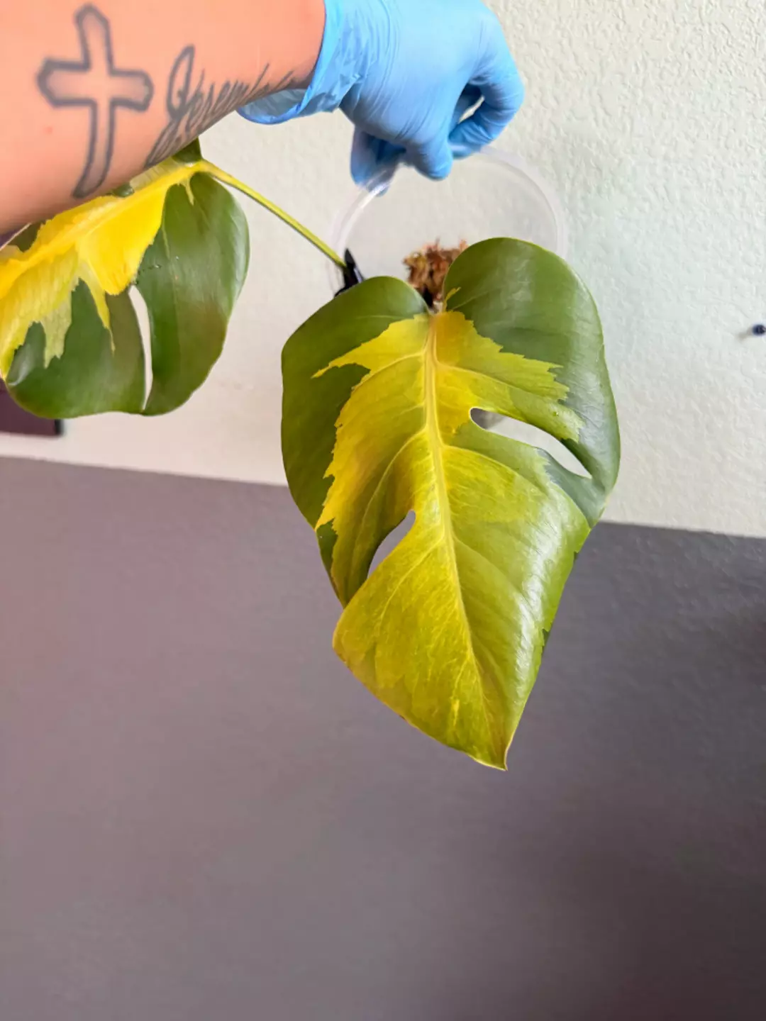 Monstera Lava - Top Cut thumbnail